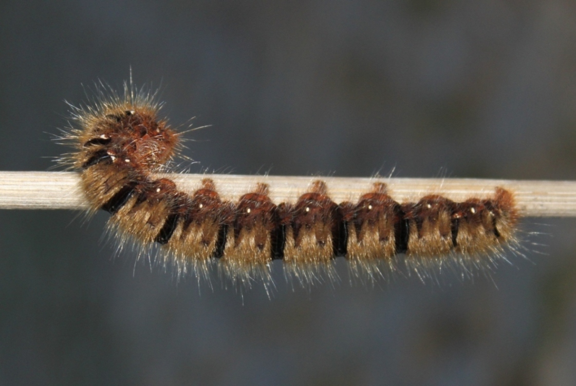 Id. Bruco su Rosa - Lasiocampa (Lasiocampa) quercus